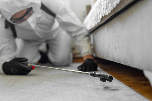 Professional Ant Control technician working in Downs, IL